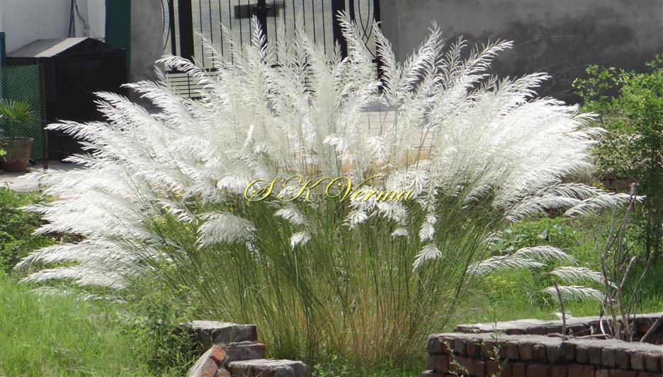  Plants